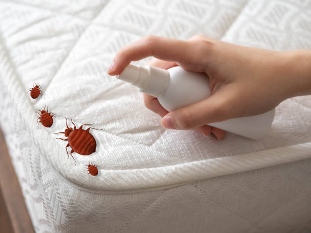 Wasp Removal Services in Conway, PA